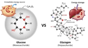 Difference-Between-Glucose-and-Glycogen