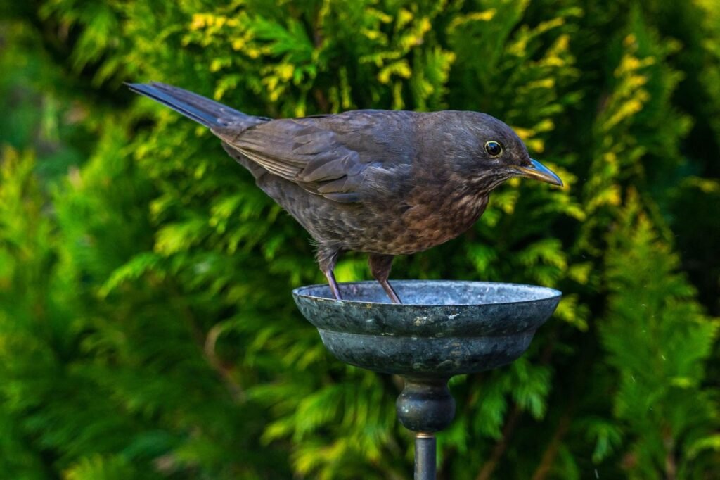Difference-Between-Crow-and-Blackbird