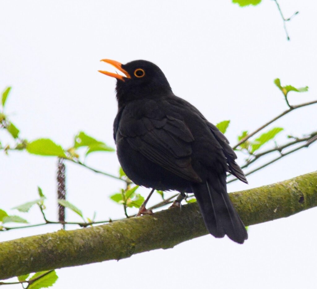 Difference-Between-Crow-and-Blackbird